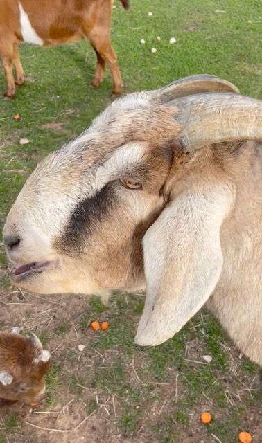 Goat Treats for Rufus and Friends