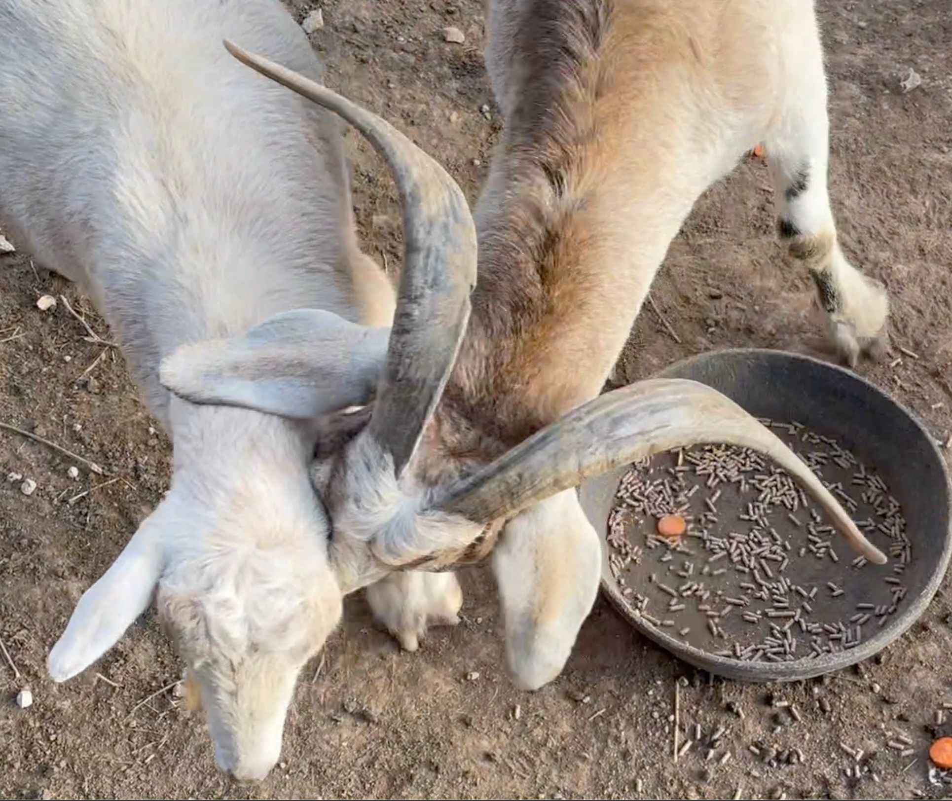 Goats Chase The Next Feed Bucket