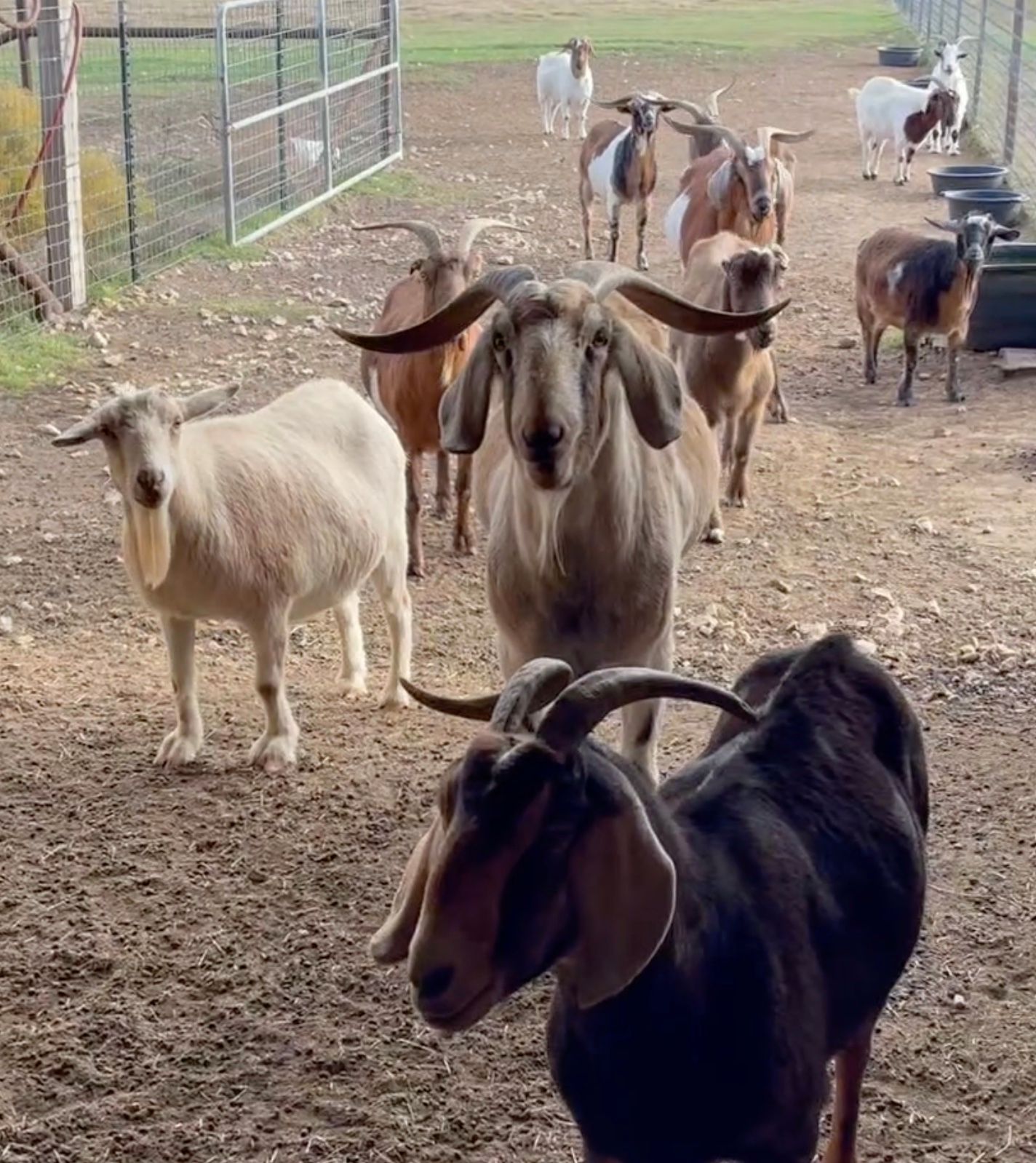 Goatspotting at the Sanctuary