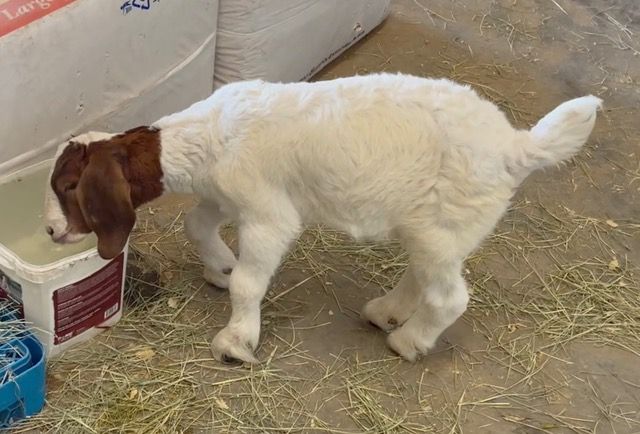 Gypsy Discovers Water Bucket