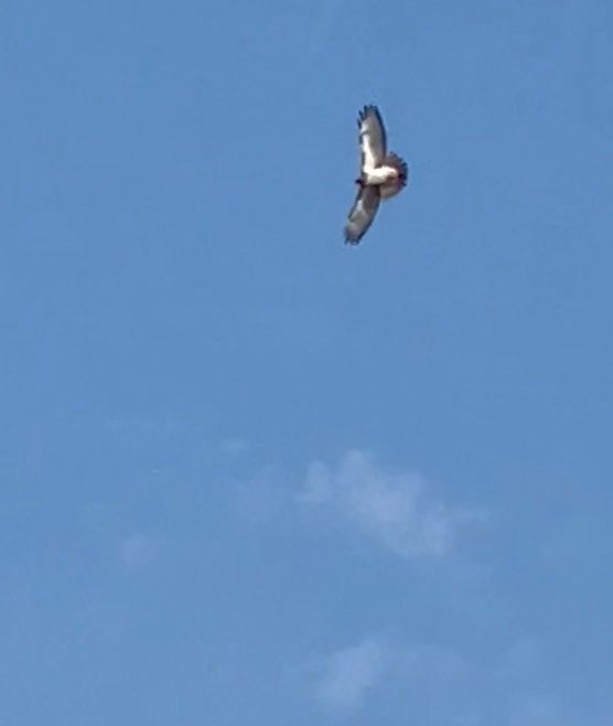 Swainson's Hawk Glides Gracefully
