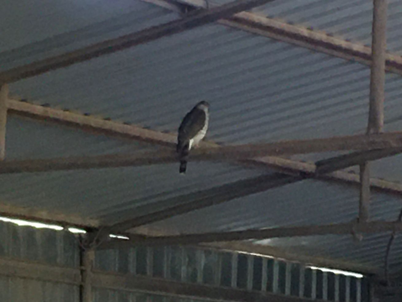 Hawks: Why we house the chickens