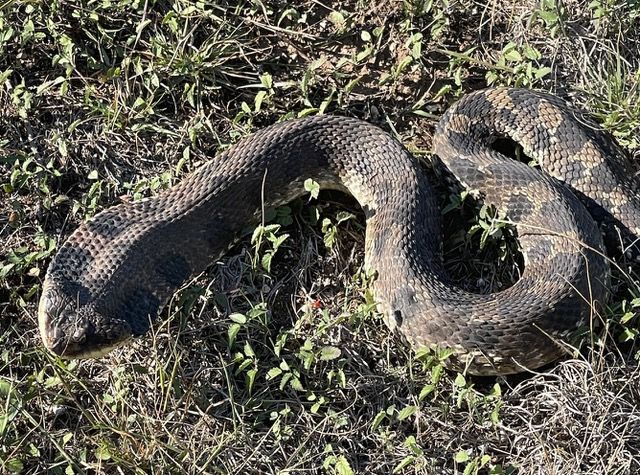 Hognose Snake Encounter