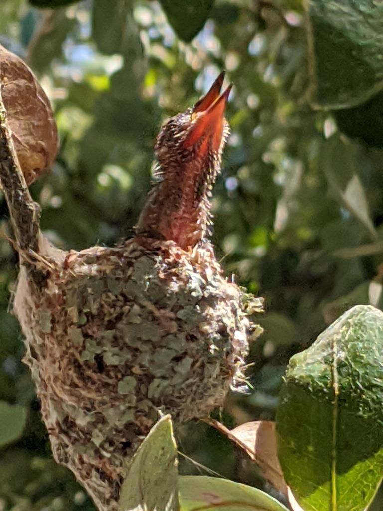 Hummingbird Nest In Scrub Oak