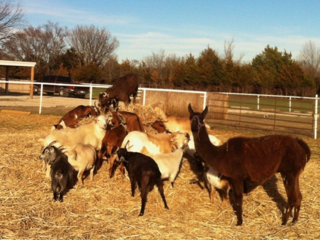 Sheep, goats and a llama in a sunny paddock