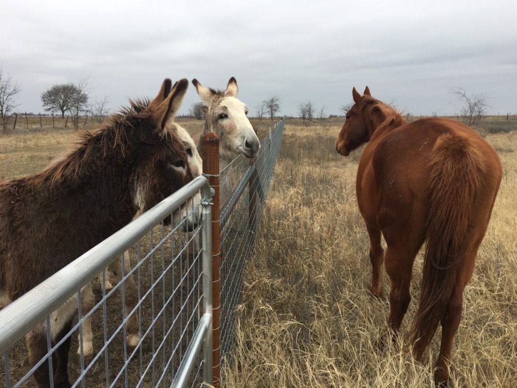Donkeys and a horse at the pasture fence