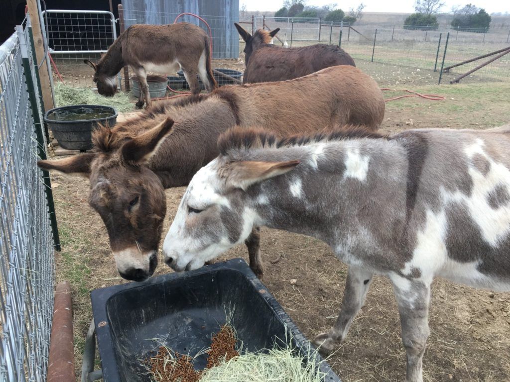 Donkeys gathered around a feeder in the pasture