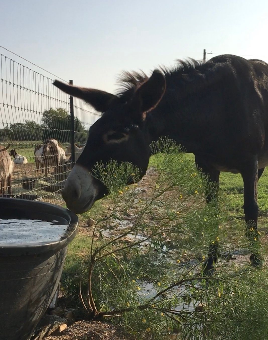 Jennies at the Water Cooler
