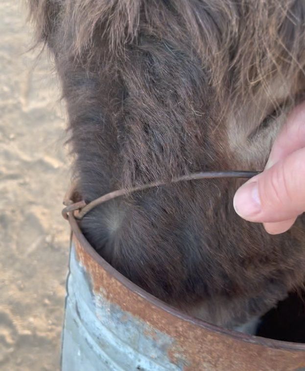 John Donkey Bucket Bandit