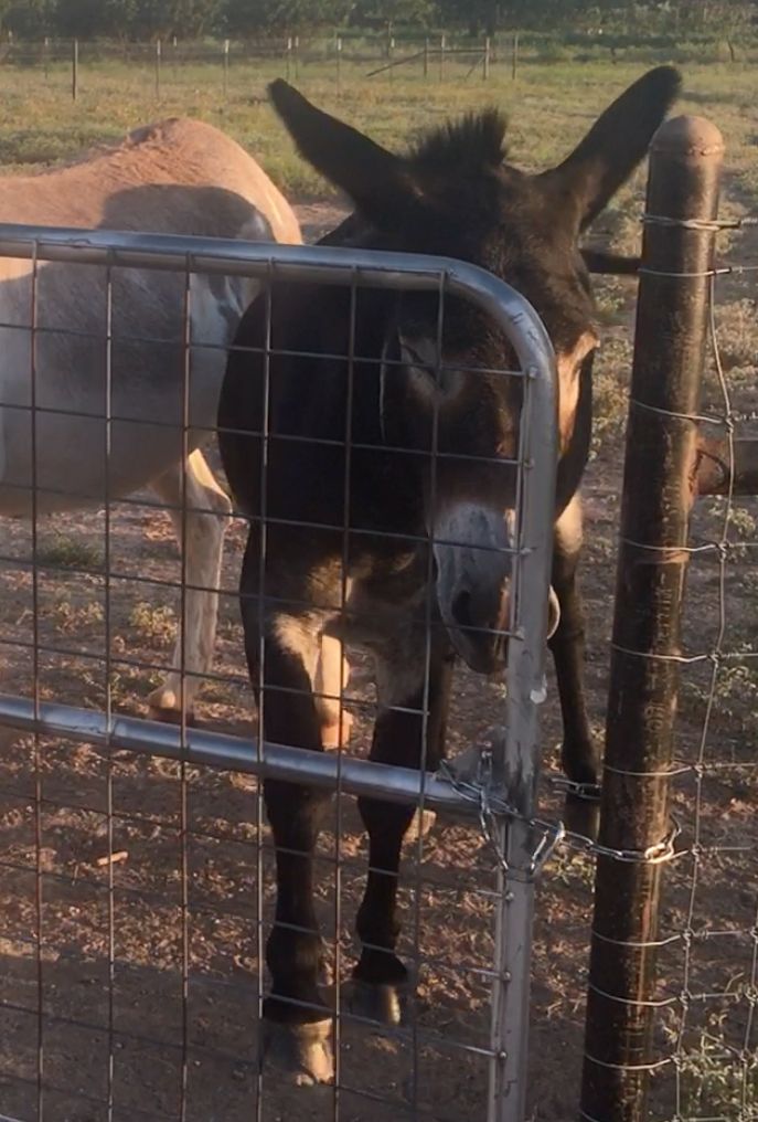 Rowdy Jules and the John Donkey Line-Up