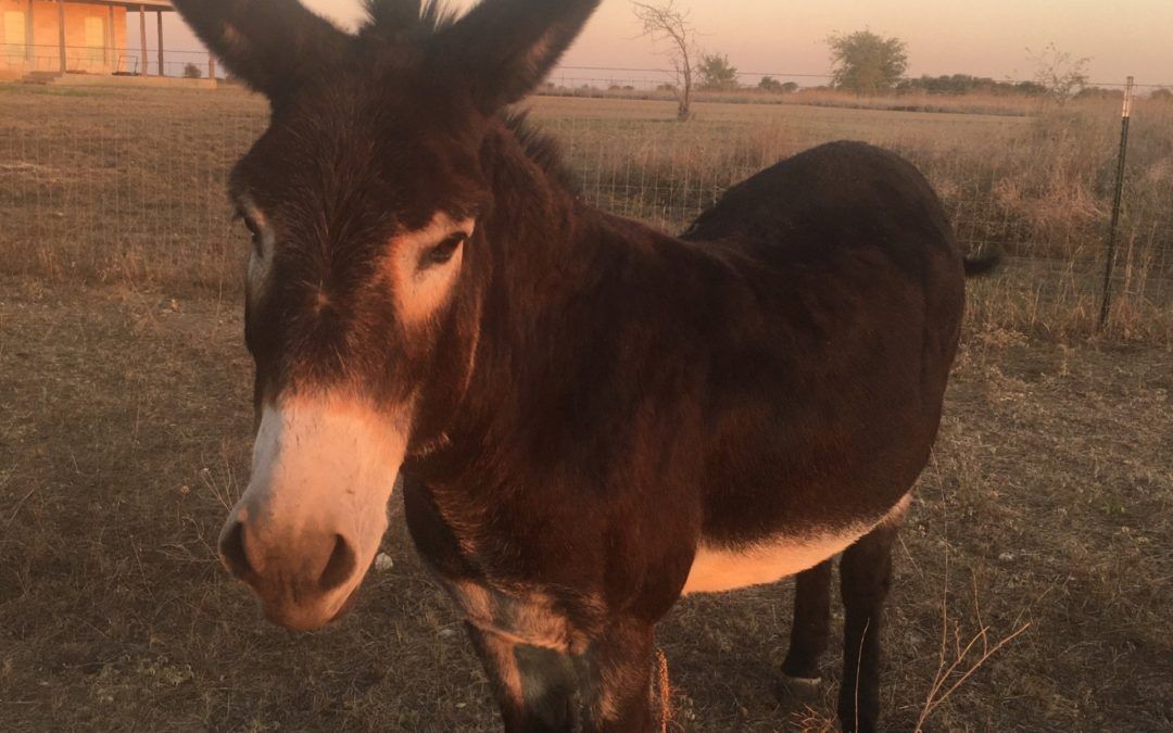 Jules the Gelding