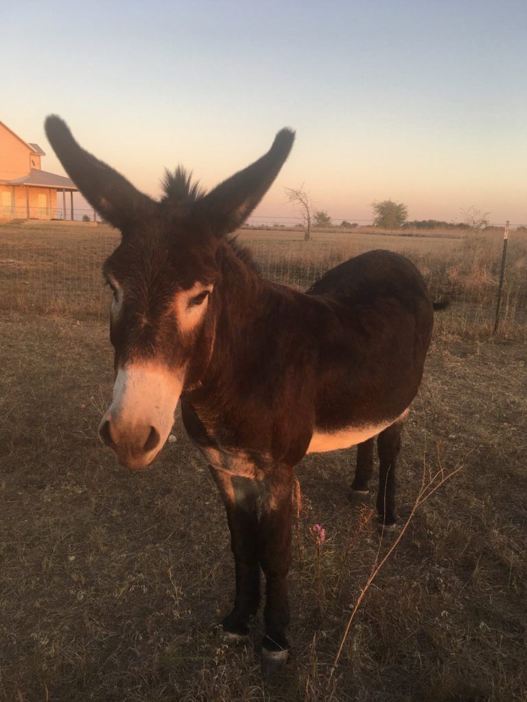 Jules the Gelding