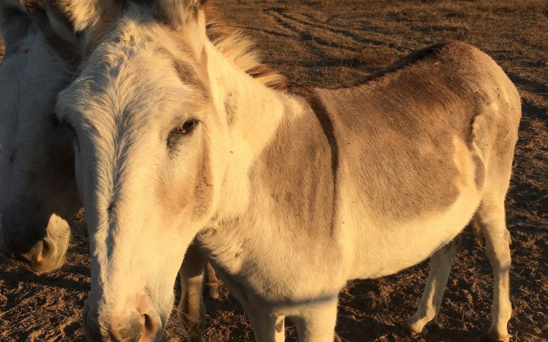 Kharma the Gelding