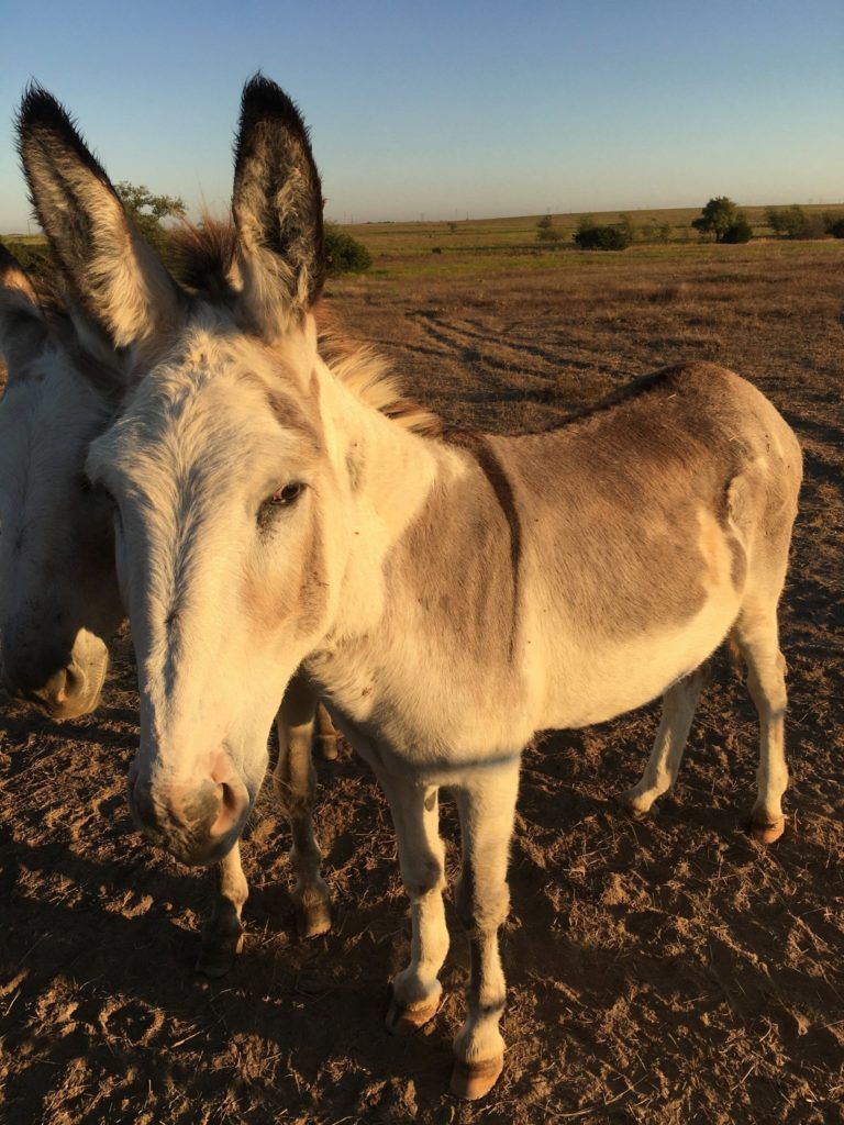 Kharma the Gelding