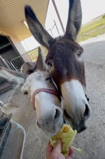 Donkeys: Lettuce Have Some!