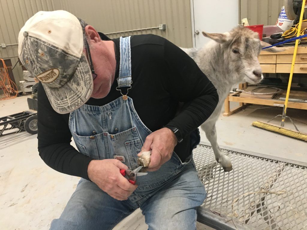 Logan the Wether Visits for Hoof Trims