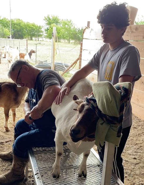 Goat Herd Hoof Trims