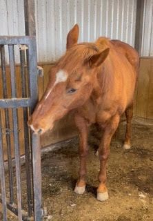 Mare Cowgirl Rakes Teeth At Breakfast Time