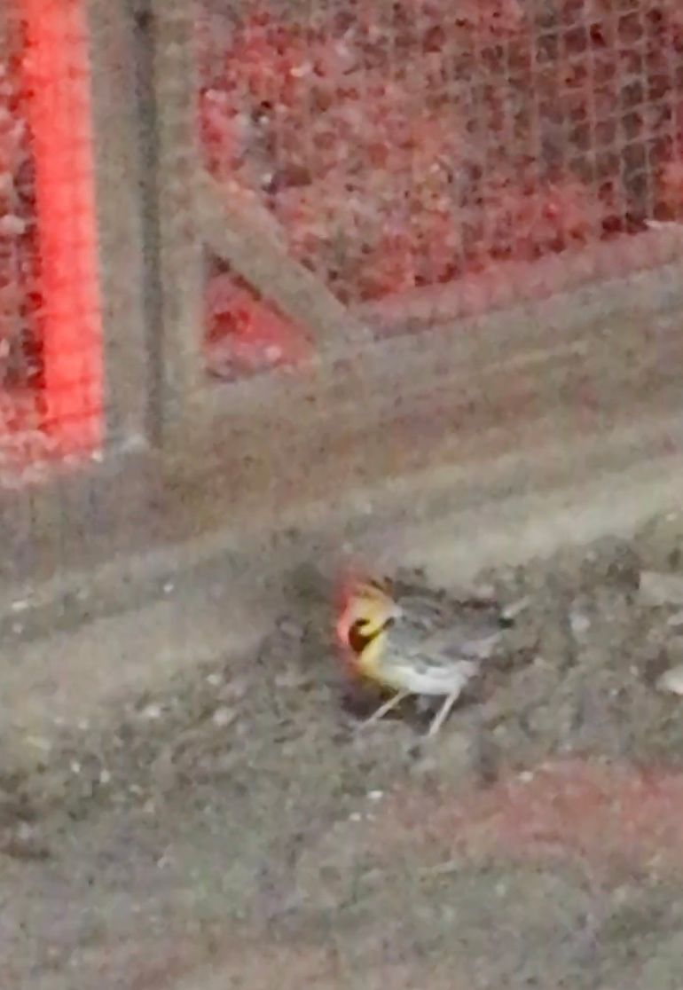 Meadowlark Pilfers Chicken Feed
