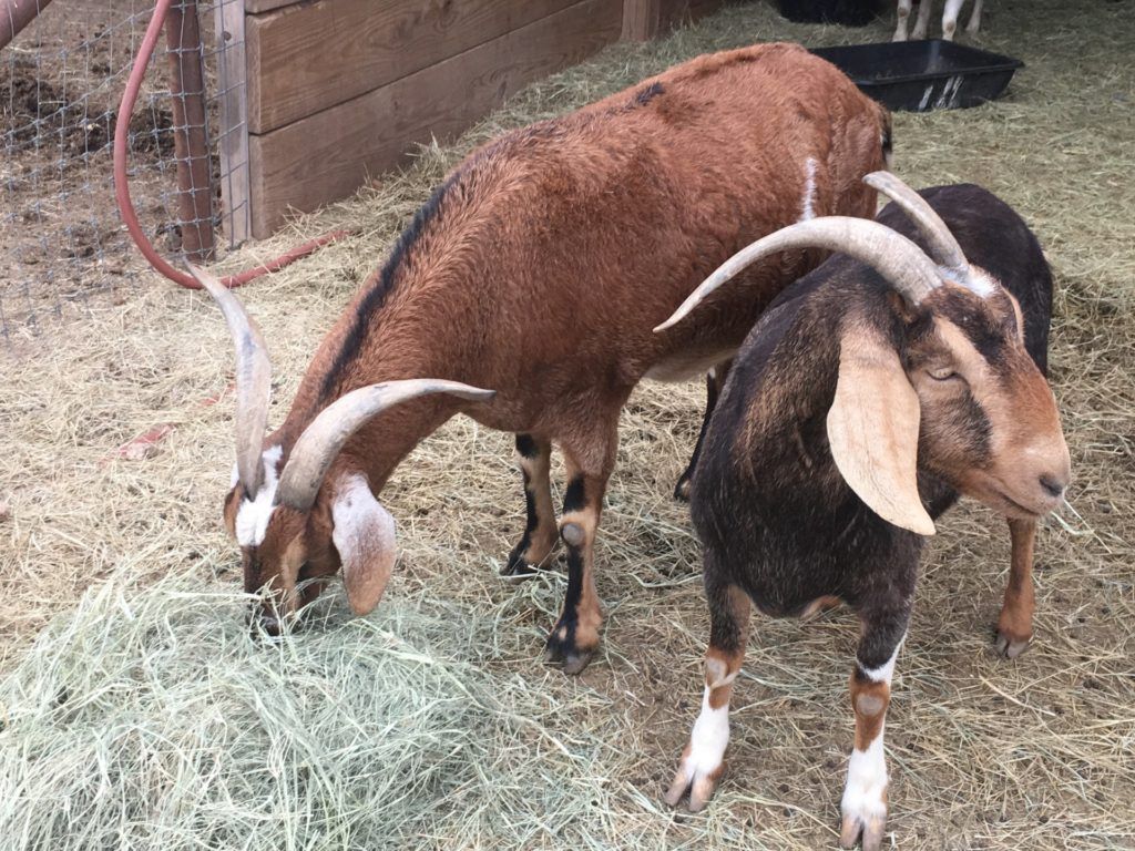 Goats eating hay in the barn