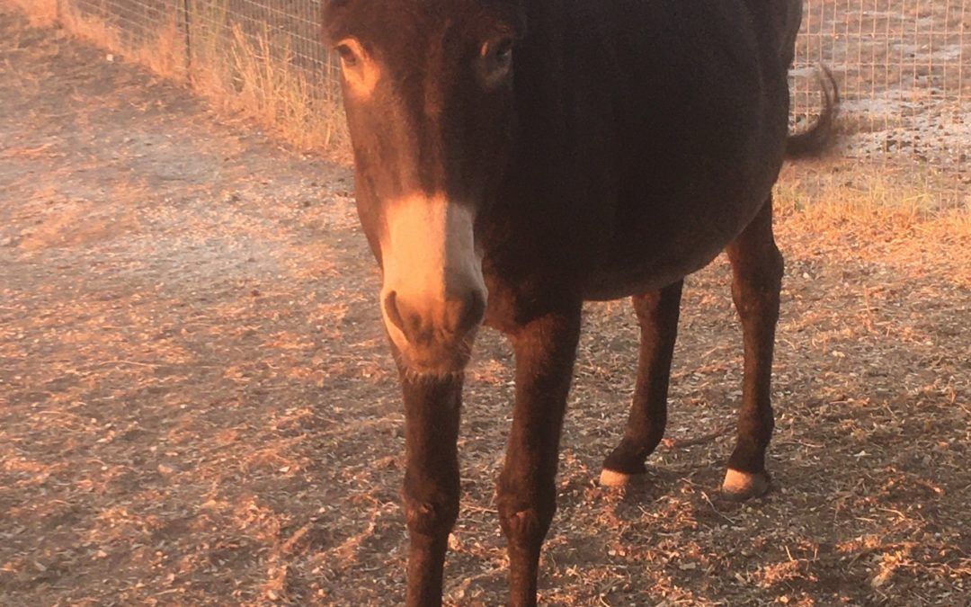 Mocha the Jenny