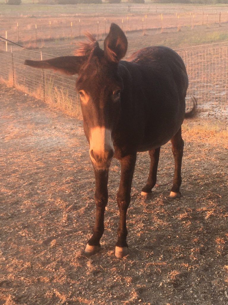 Mocha the Jenny