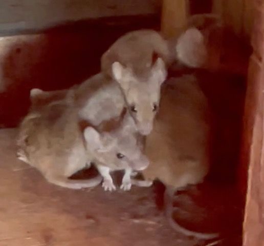 Mouse Ball in Chicken Coop
