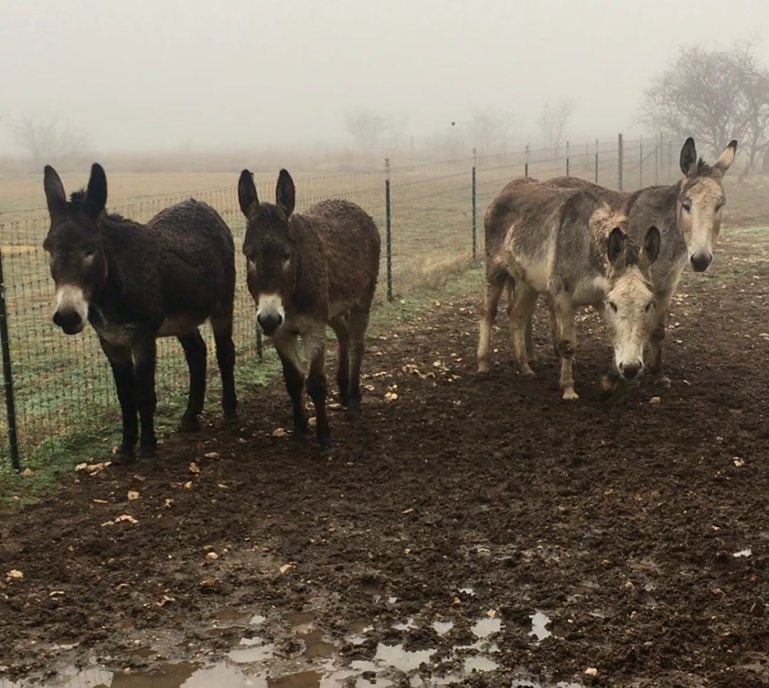 John Donkey Muddy Breakfast