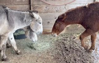 Muddy Donkey Hay Time