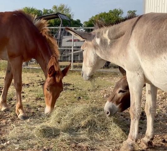 Mule Surprisingly Shares With Donkeys