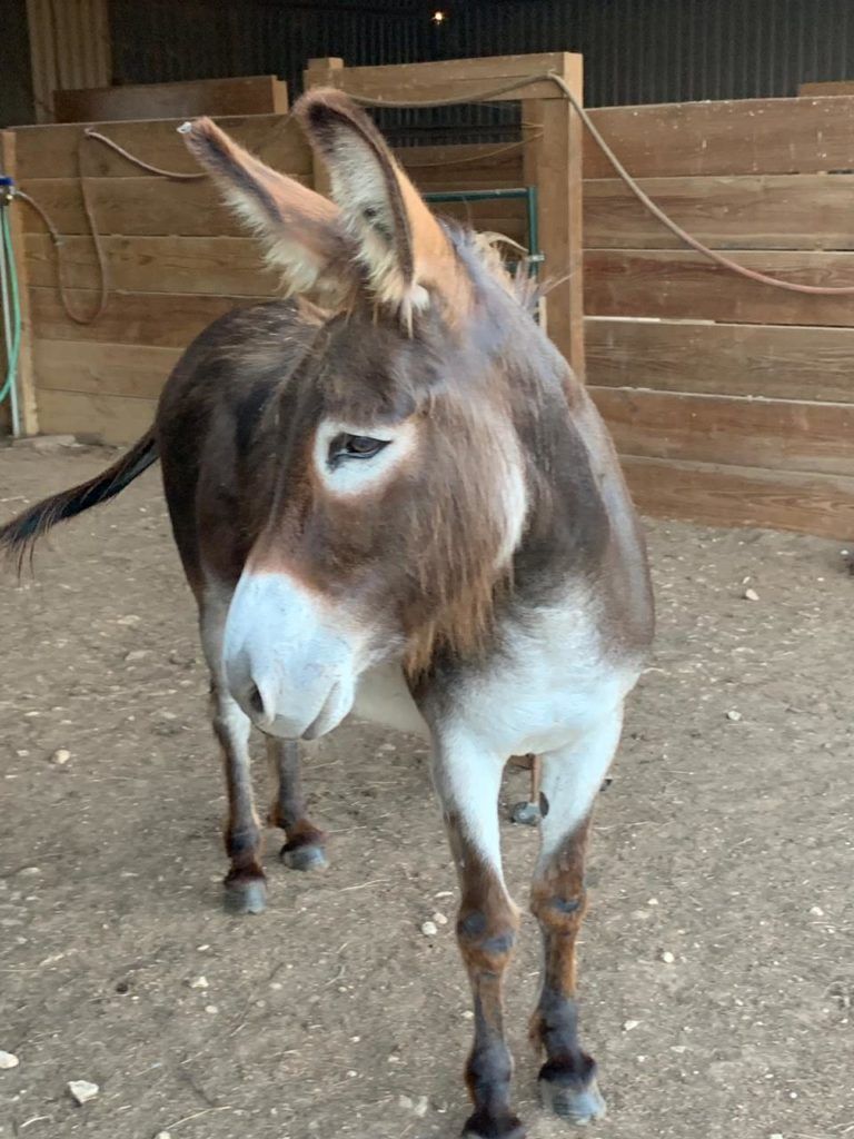 Nestle the Gelding Donkey