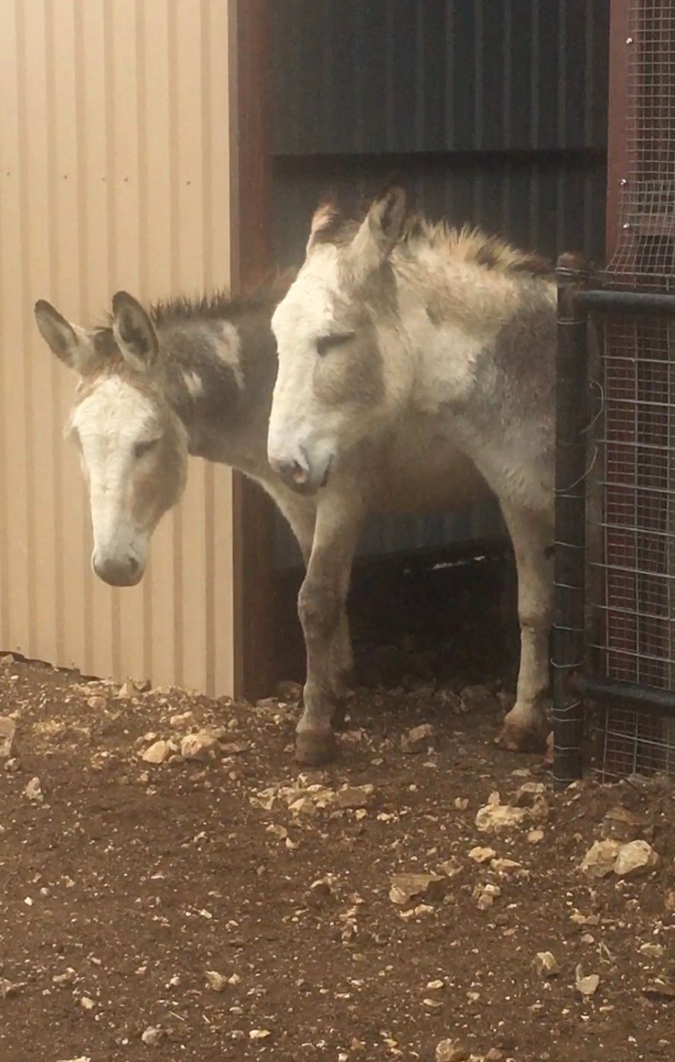 Donkeys in their Loafing Shed