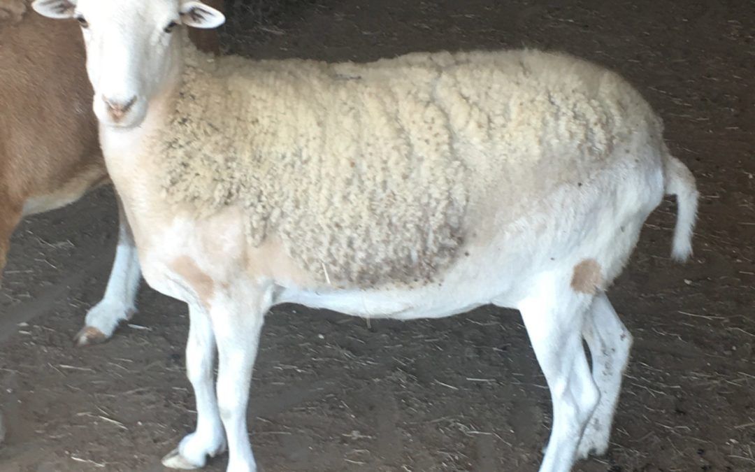 Pauline the Ewe