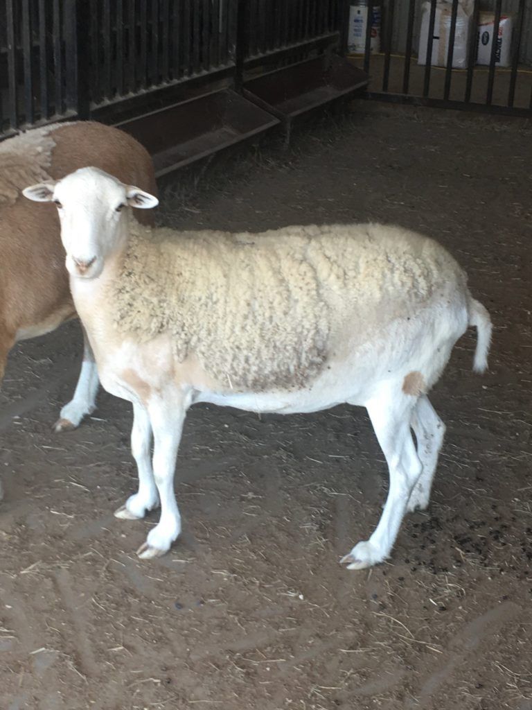 Pauline the Ewe