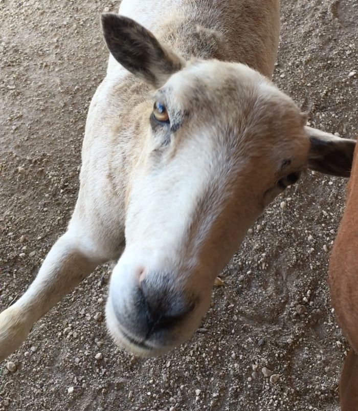 Ewe Priscilla uses Mare as Scratching Post