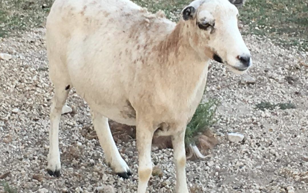 Priscilla the Ewe