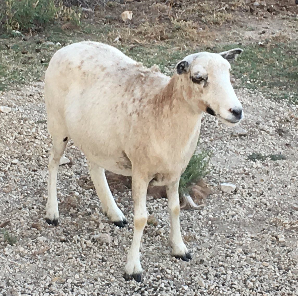 Priscilla the Ewe
