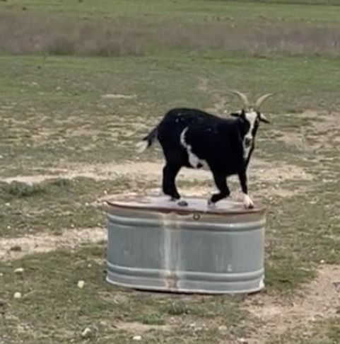 Pygmy Wether Brady Is King Of The Hill
