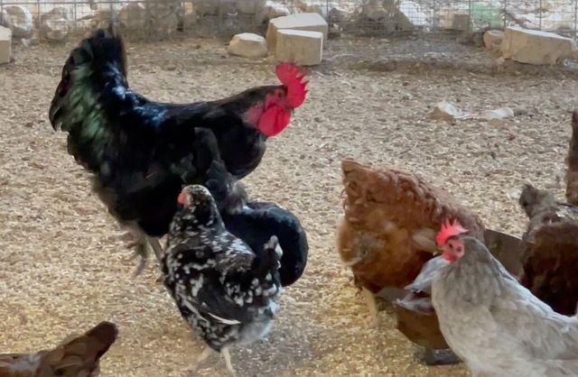 Ricky The Gentleman Rooster