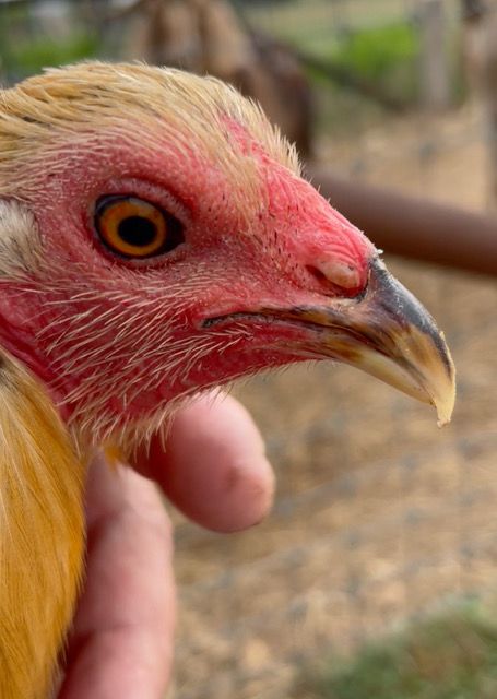 Rooster Anthony Cooing and Clucking