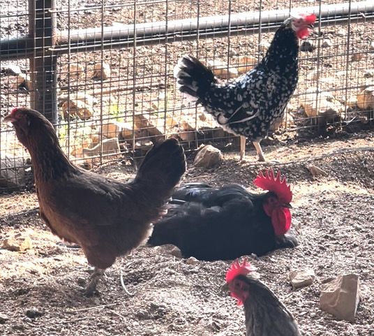 Rooster Relaxation