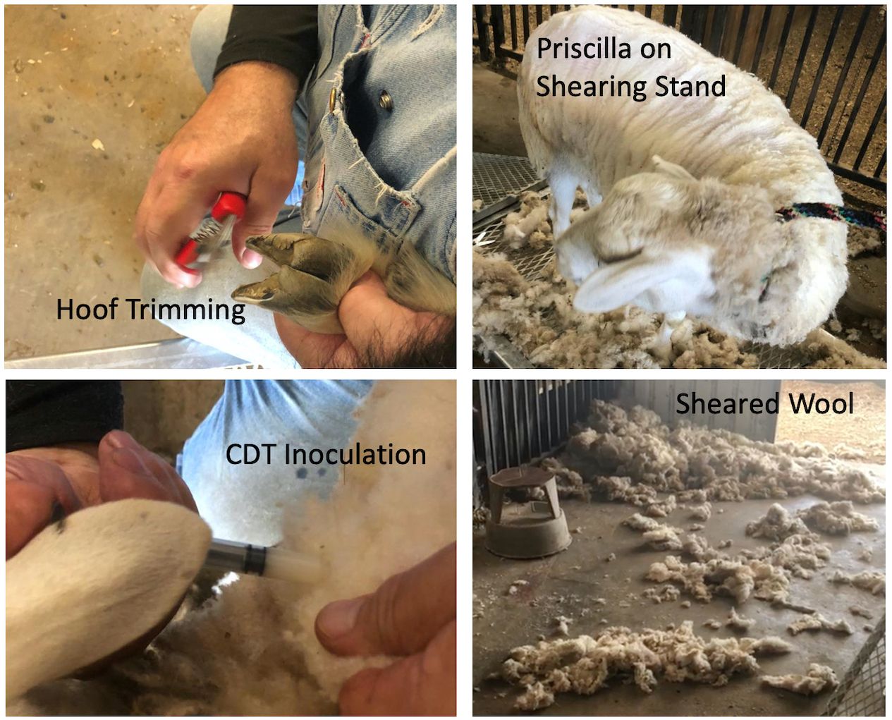 Annual Sheep Shearing 2020