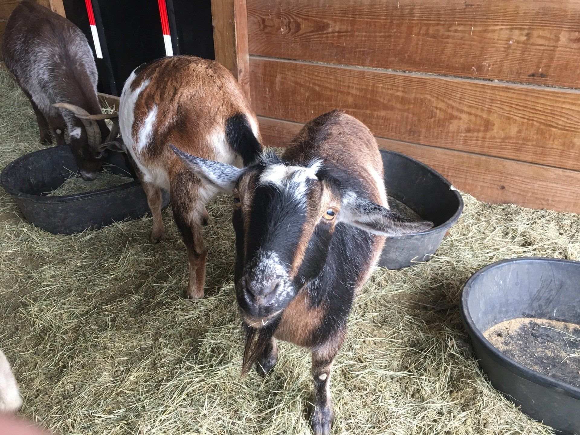 Goats eating hay in the barn