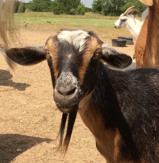 Goat Day Afternoon Featuring Sheba