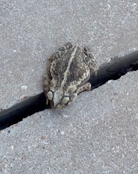 Sleepy Time For Mister Toad