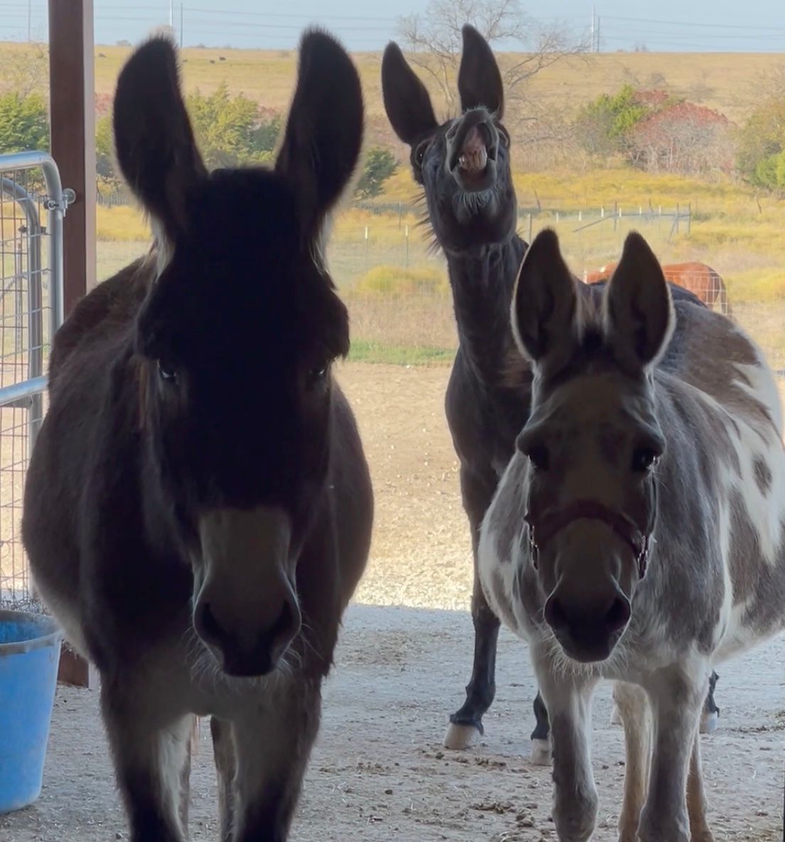 The Donkey Way of Talking