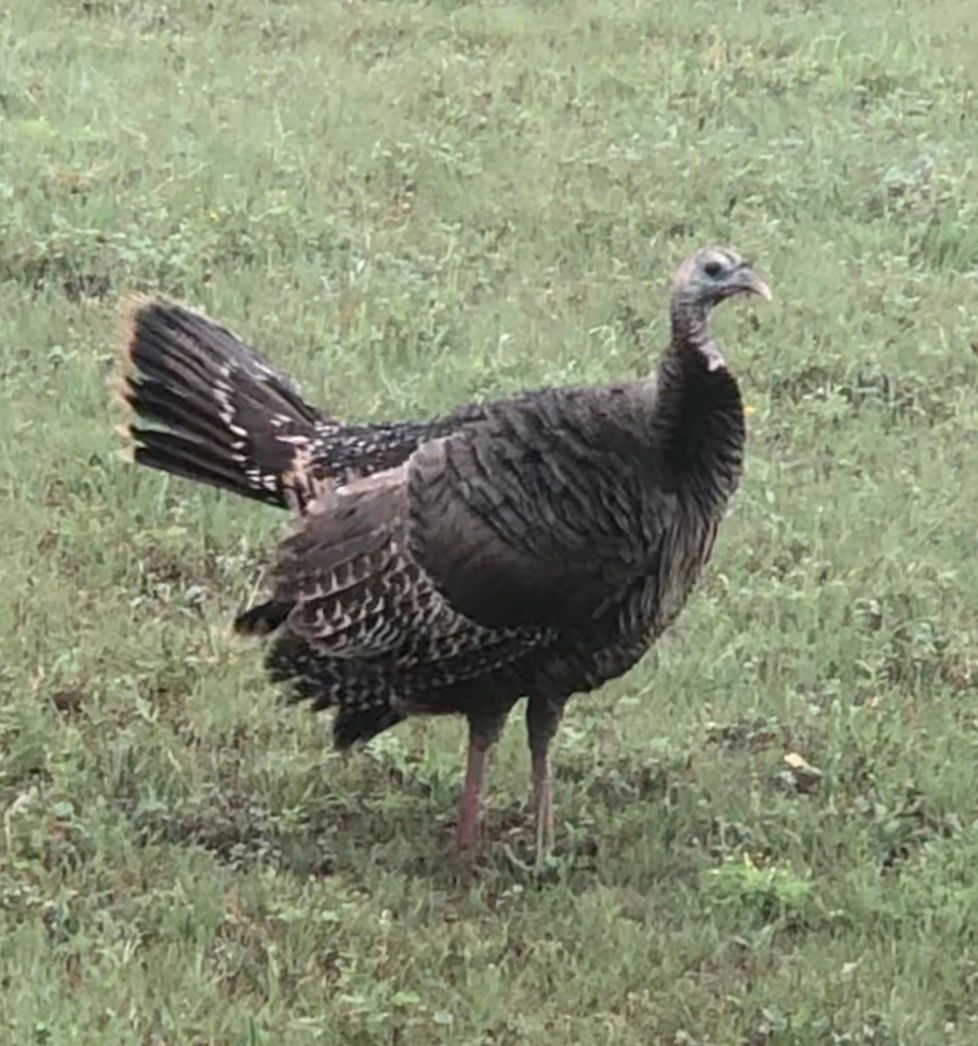 Wild Turkey Hen Preens