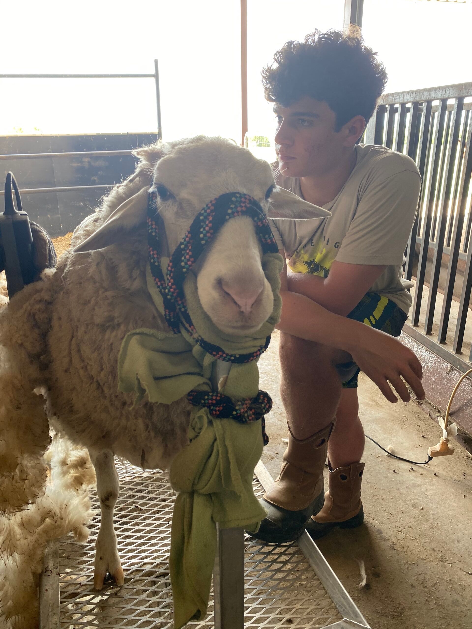 Sheep Whisperer