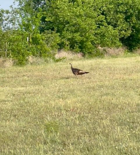 Wild Turkey Hen Hanging Out