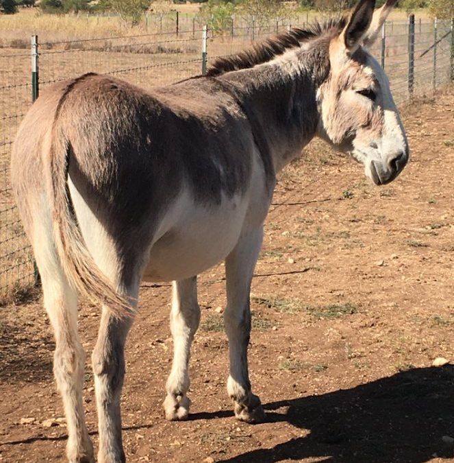 Zeus the Gelding